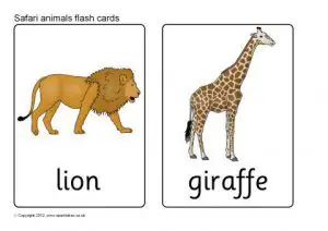 Animal Flash Cards Online