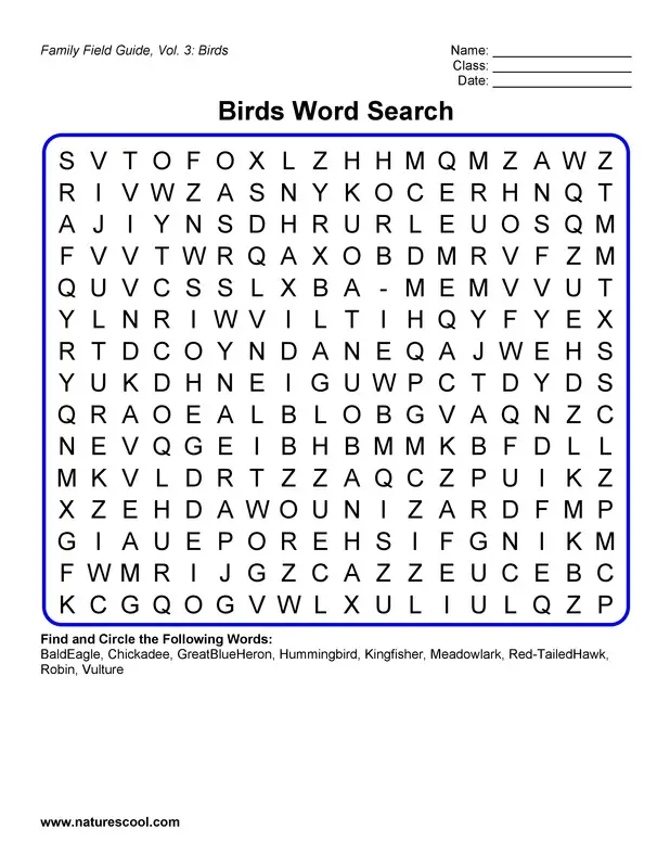 10 Fun Birds Word Searches Kitty Baby Love