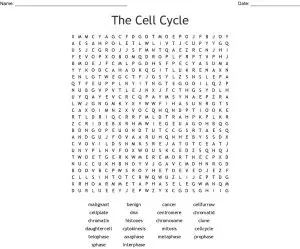 Cell Cycle Word Search Puzzle