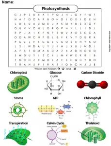 Photosynthesis Word Search Image