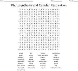 Photosynthesis and Respiration Word Search