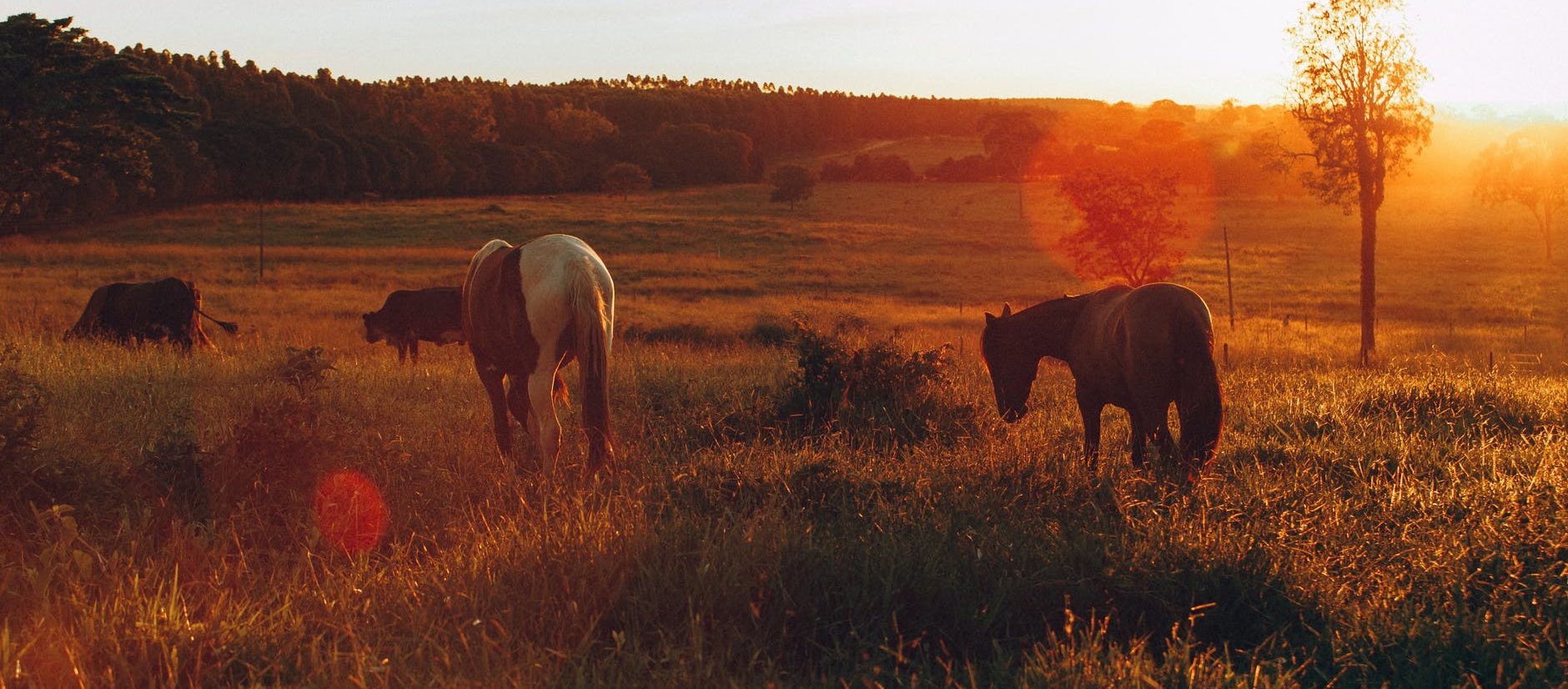 farm animals